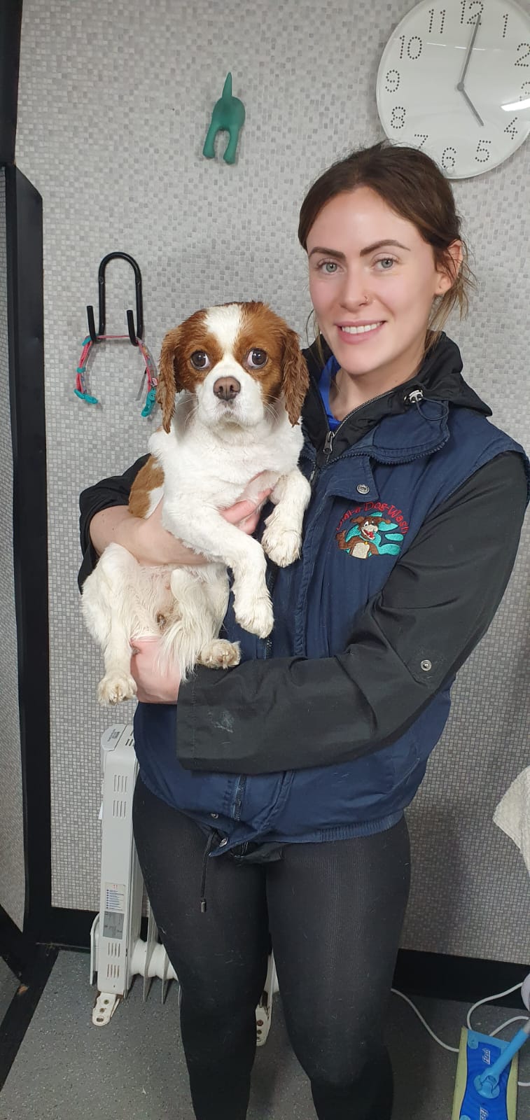 Sophie dial a dog Wash South and East Belfast Sophie Dial A Dog Wash