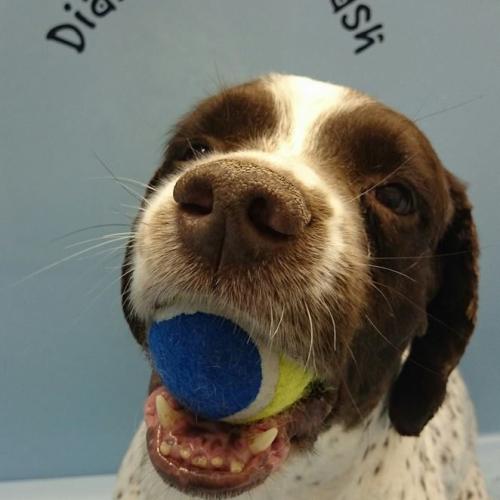 Charlotte Donnelly | Dial a Dog Wash North and West Belfast, Northern Ireland