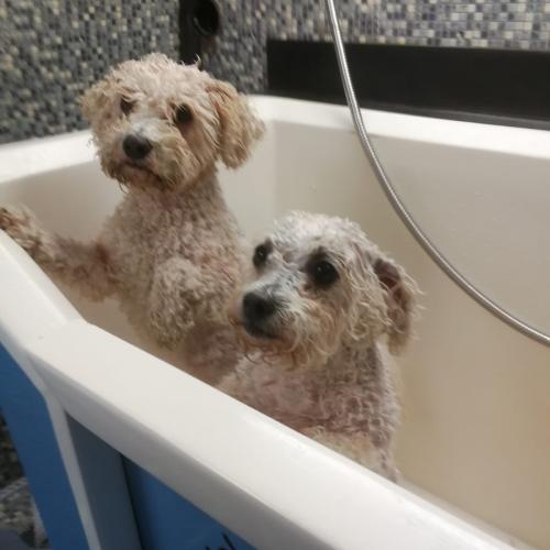 Dial A Dog Wash Ards and Bangor