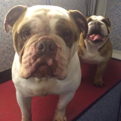 Dial a Dog Wash Ireland: Dial a Dog Wash Newtownards and Bangor
