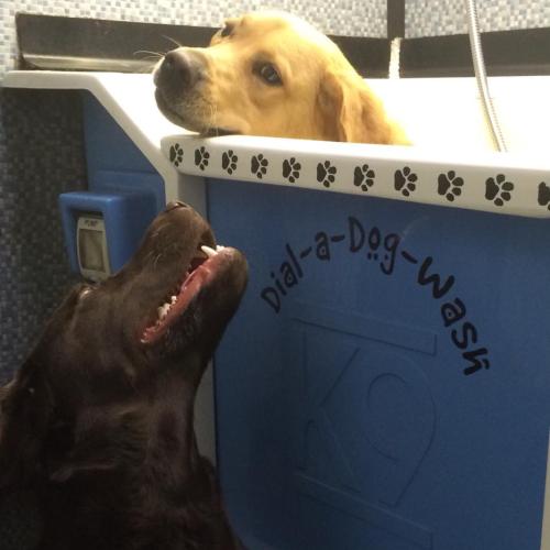 Dave Scully | Dial A Dog Wash Co Galway