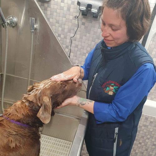 Ariadna Ruiz | Dial A Dog Wash West Cork