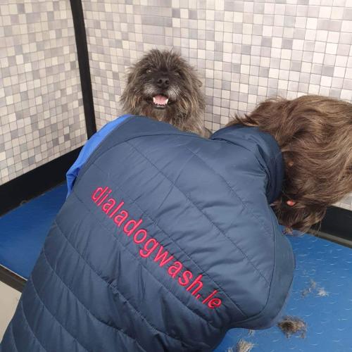 Ariadna Ruiz | Dial A Dog Wash West Cork