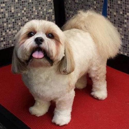 Mark Simpson | Dial A Dog Wash Antrim