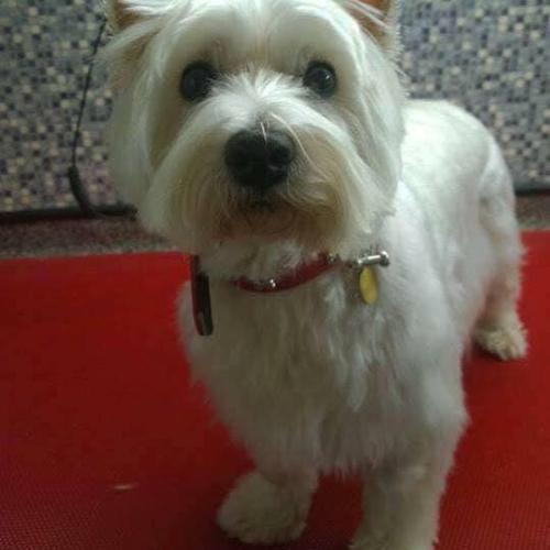 Sarah Jones | Dial A Dog Wash South Dublin