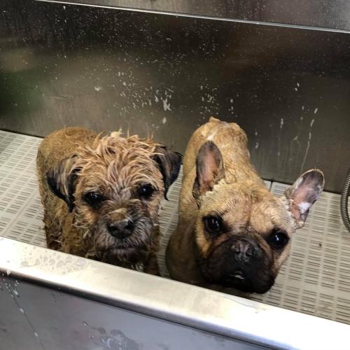 Benny and Bertie Dial A Dog Wash