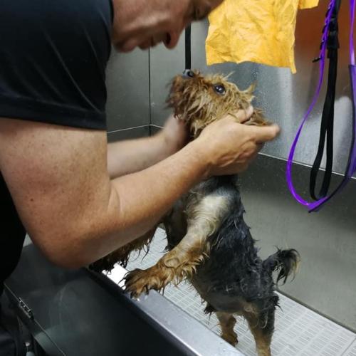 David Sheehan | Dial A Dog Wash North Kerry and Co Limerick