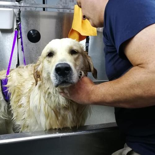David Sheehan | Dial A Dog Wash North Kerry and Co Limerick
