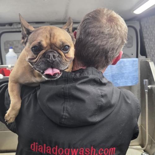 French bulldog 