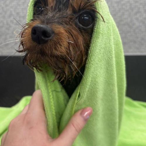 Pretty dog 