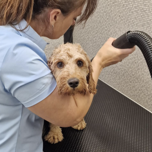 Blow dry for Cockerpoo