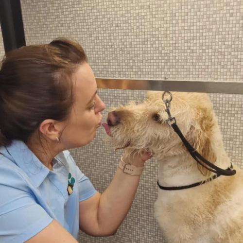 Labradoodle kisses x