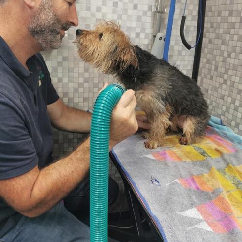 Ken Roche | Dial a Dog Wash Cork City and County