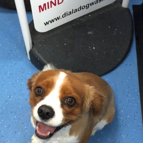 Louise O'Brien | Dial A Dog Wash Co Kerry