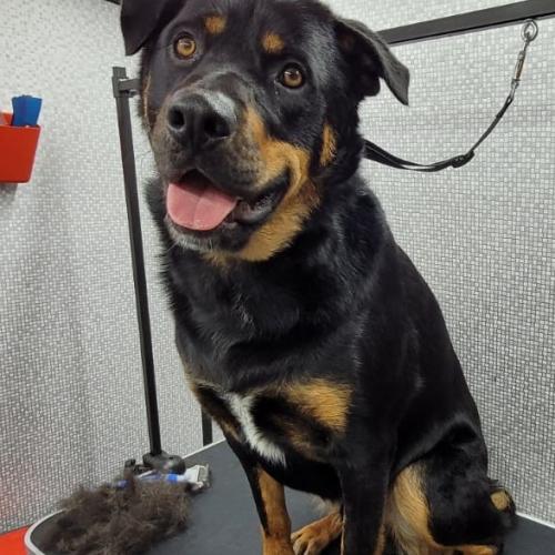 Sarah Jones | Dial A Dog Wash South Dublin