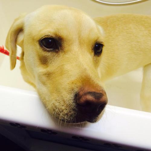 Dial a Dog Wash Ireland: Dial a Dog Wash Newtownards and Bangor