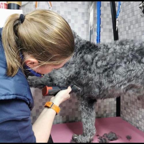 Sarah Jones | Dial A Dog Wash South Dublin