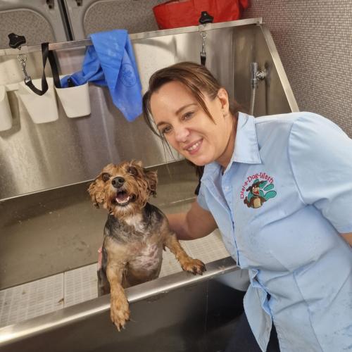 Yorkie in bath