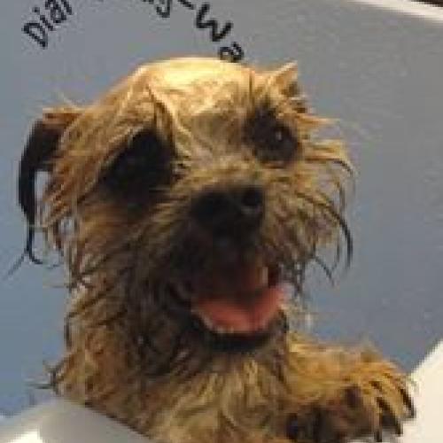 Dial a Dog Wash Ireland: Dial a Dog Wash Tyrone