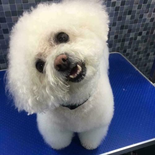 Majella Moore | Dial a Dog Wash Waterford and South Tipperary