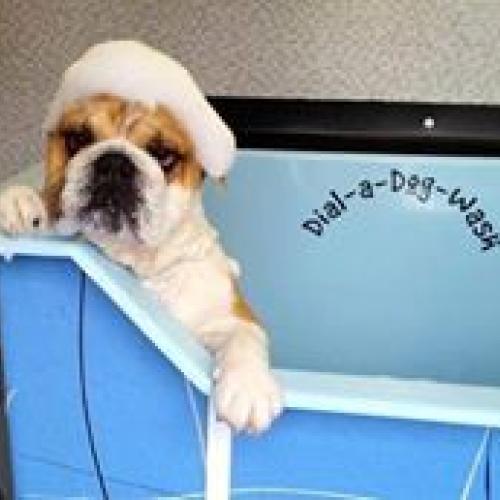 Dial a Dog Wash Ireland: Dial a Dog Wash South and East Belfast