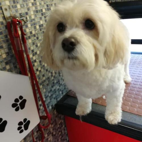 Ted O’Connor | Dial A Dog Wash South Tipperary and Thurles