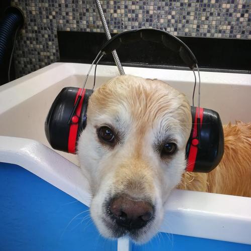 David Sheehan | Dial A Dog Wash North Kerry and Co Limerick