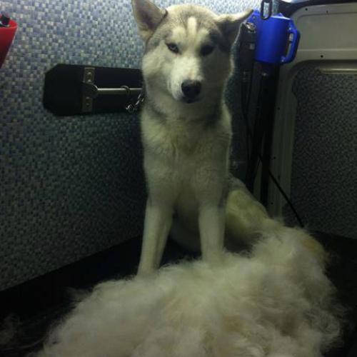 Emma O'Brien |  Dial A Dog Wash Co Wicklow