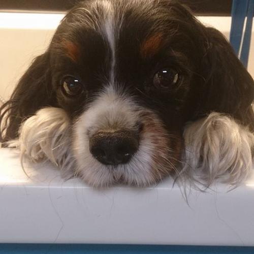 Morag Wylie | Dial a Dog Wash Newry and Mourne Northern Ireland