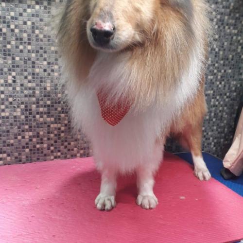Dial a Dog Wash Ireland: Dial a Dog Wash Wexford & Kilkenny
