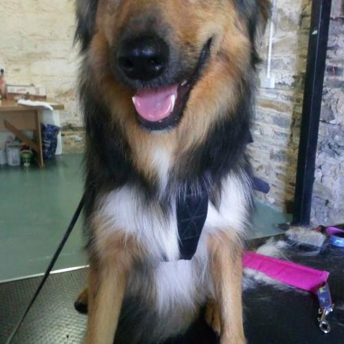 Mary Kent | Dial a Dog Wash Greenway Grooming Boutique Parlour