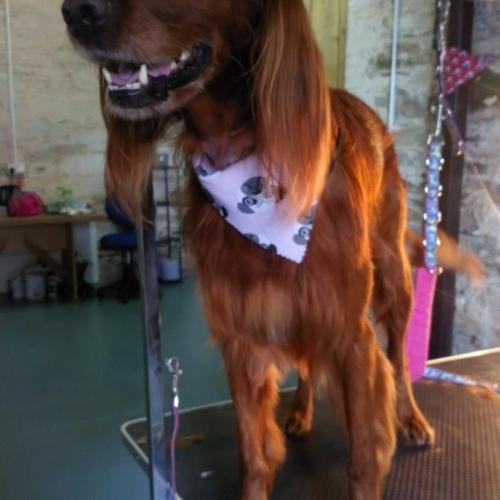 Mary Kent | Dial a Dog Wash Greenway Grooming Boutique Parlour