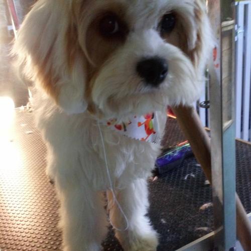 Mary Kent | Dial a Dog Wash Greenway Grooming Boutique Parlour