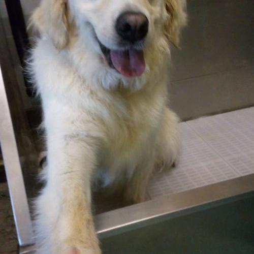 Ted O’Connor | Dial A Dog Wash South Tipperary and Thurles
