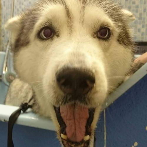 Dial A Dog Wash Ards and Bangor