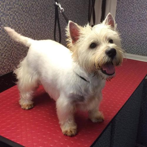 Dial A Dog Wash Ards and Bangor