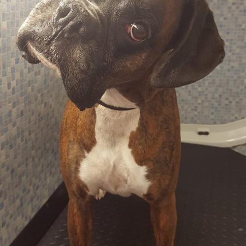 Majella Moore | Dial a Dog Wash Waterford and South Tipperary