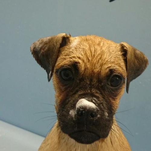Dave Scully | Dial A Dog Wash Co Galway
