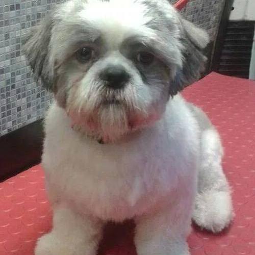 Morag Wylie | Dial a Dog Wash Newry and Mourne Northern Ireland
