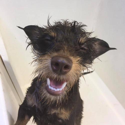 Mark Simpson | Dial A Dog Wash Antrim