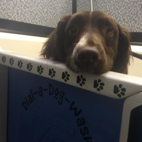 Dog A Dog Wash Co Wicklow - Joe