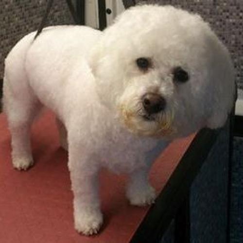 Dial a Dog Wash Ireland: Dial a Dog Wash Newtownards and Bangor