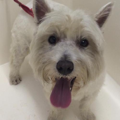 Dial a Dog Wash Ireland: Dial a Dog Wash South and East Belfast