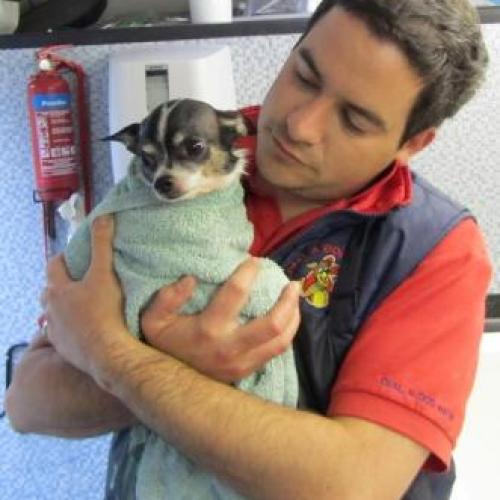 Dial a Dog Wash Ireland: Gallery Image