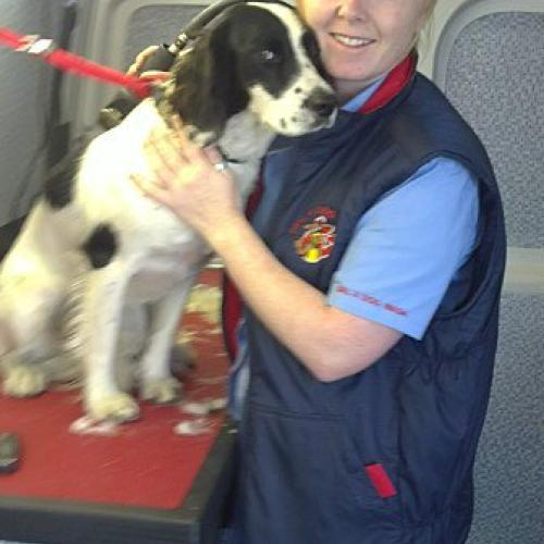 Dial a Dog Wash Ireland: Gallery Image