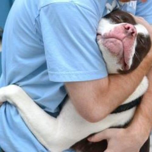Dial a Dog Wash Ireland: Gallery Image